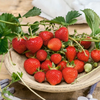 Picture of Strawberry Plants - Royal Sovereign (Early Season) - November 2025 Delivery
